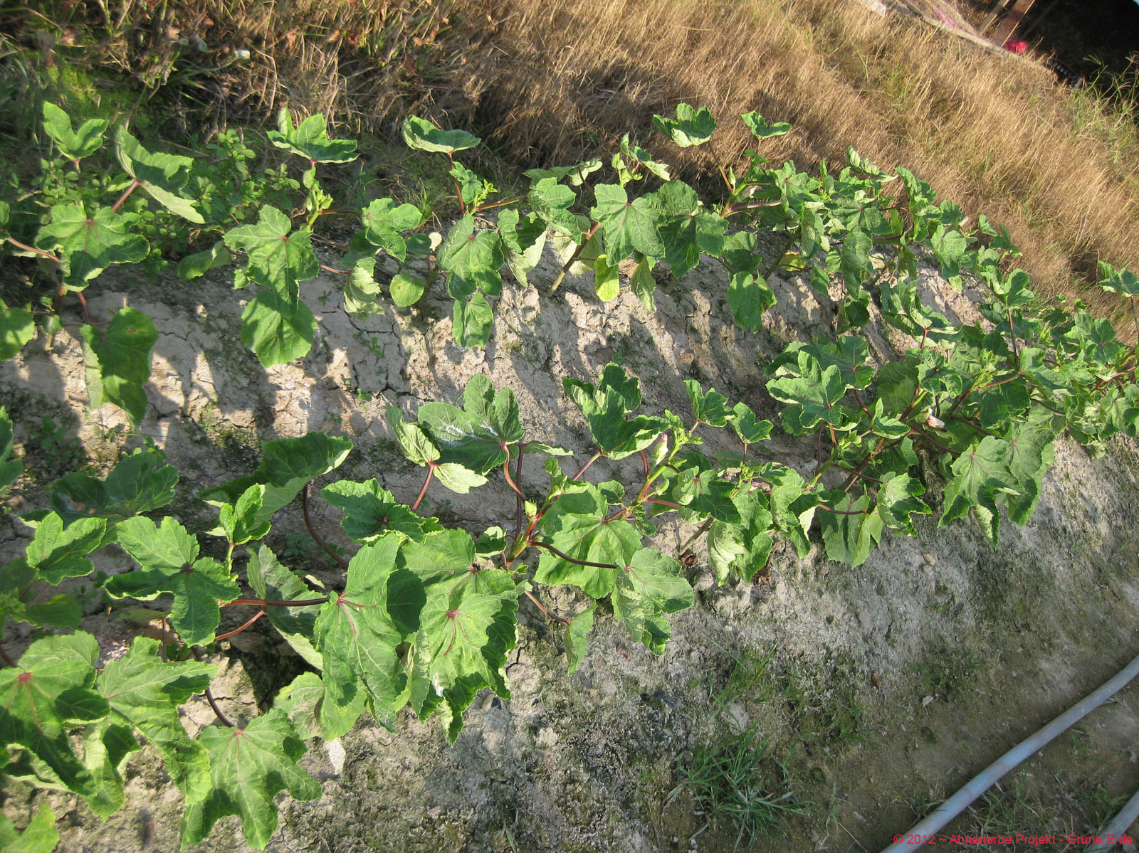 Lady Finger planting 22